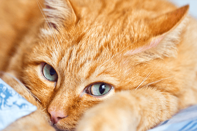 gato caramelo sem raça definida e olhos azuis deitado na cama olhando fixamente para a câmera.