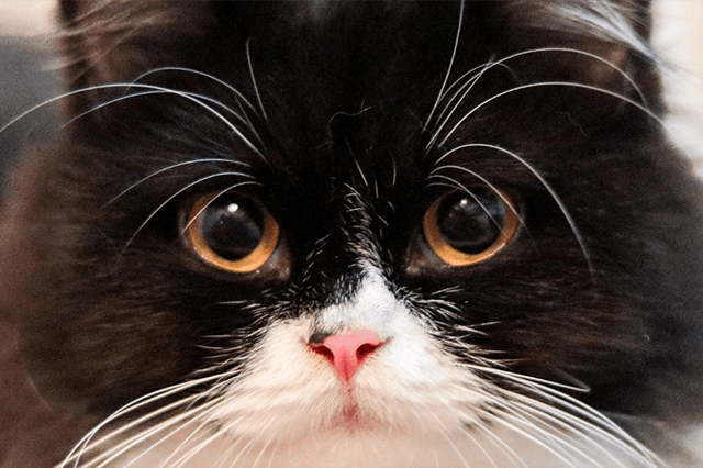 gato de pelo felpudo nas cores preto e branco, olhos caramelos olhando fixamente para a câmera em fundo desfocado.