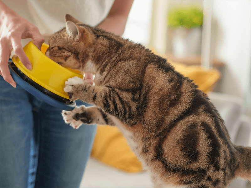 Um gato de pelo caramelo e listras pretas está em pé comendo ração de uma vasilha amarela que está sendo segurada pela tutora que tem cabelos ruivos compridos e usa camiseta branca e calça jeans.