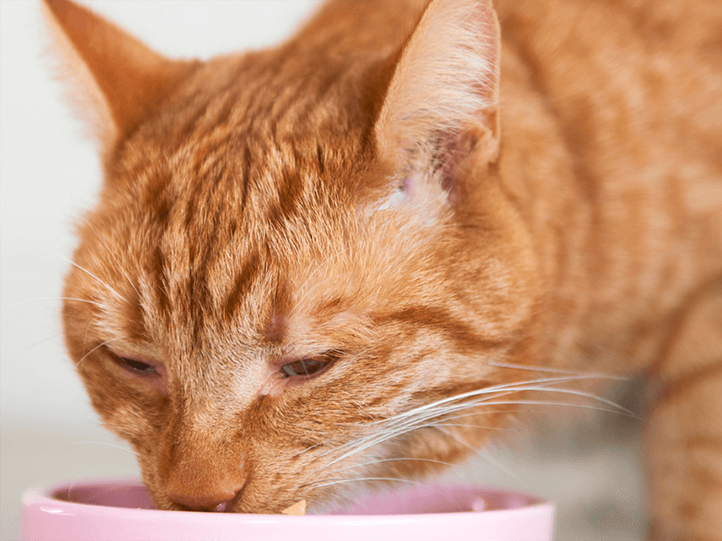 Um gato de pelo caramelo e patas cor branca comendo em uma vasilha rosa e fundo desfocado.
