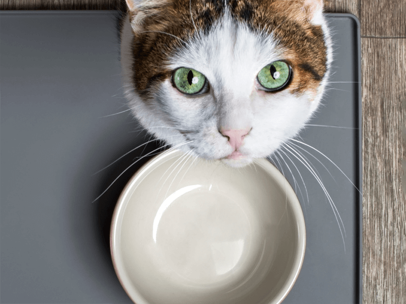 Um gato de pelo marrom e listras pretas com o rosto branco e olhos verdes, olhando fixamente para a câmera sob o chão escuro uma vasilha branca vazia.