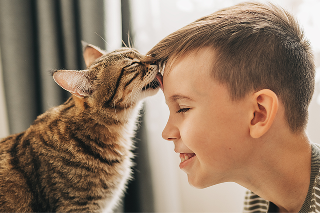 Um gato de pelo cinza e listras marrom sentado em uma mesa lambendo a testa de um menino branco de cabelo curto que usa camiseta listrada e está sentado em uma cadeira e fundo desfocado.