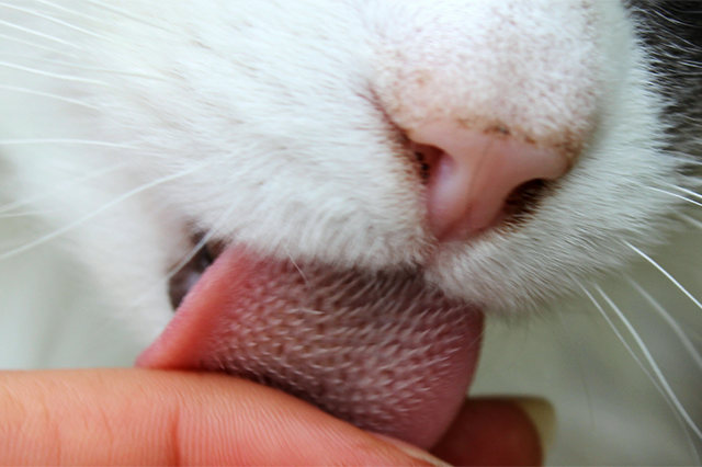 Um rosto de um gato de pelo branco com manchas marrom e caramelo que está de olhos fechados lambendo os dedos de uma pessoa e fundo desfocado.