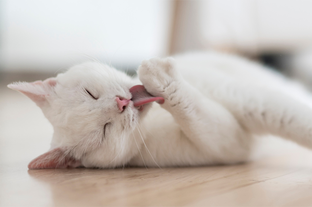 Um gato de pelo branco deitado de lado no piso de madeira com os olhos fechados lambendo a pata da frente e fundo desfocado.
