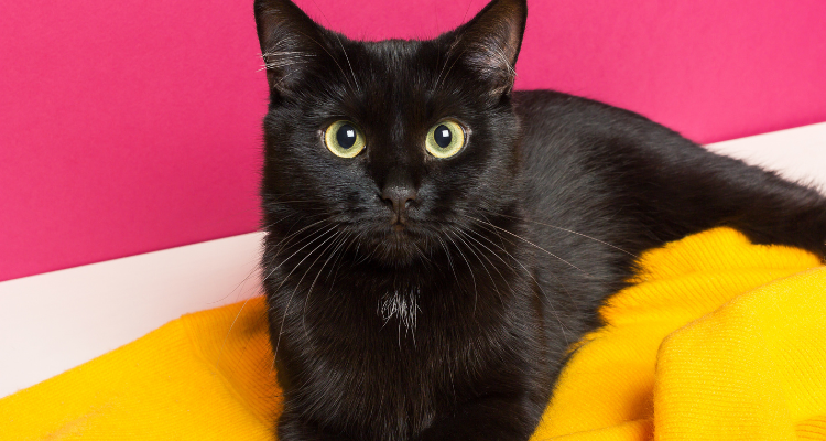 Gato preto com olhos esverdeados, olhando para foto, deitado em um tecido amarelo, com parede rosa ao fundo.