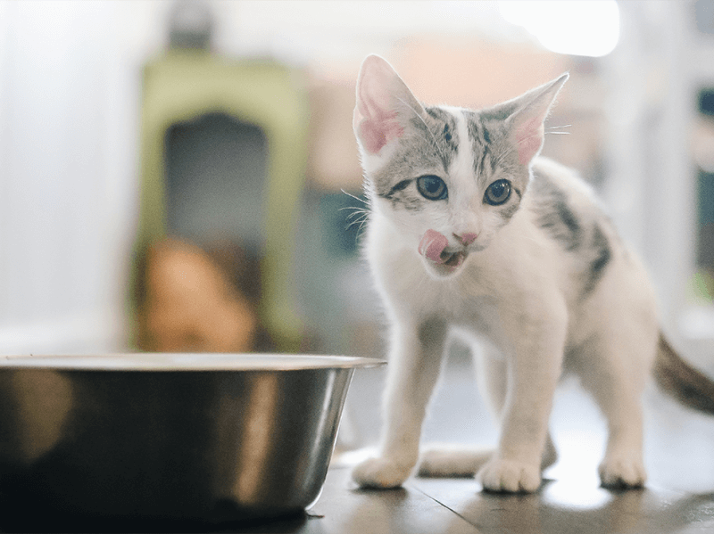 Gatinho filhote próximo de tigela