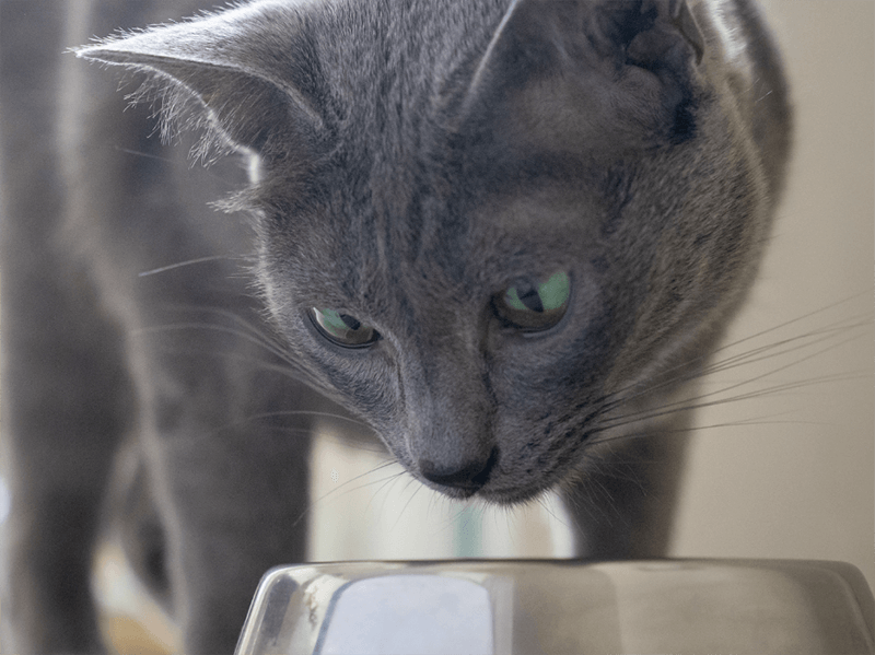 Gato cinza se aproximando da tigela para comer