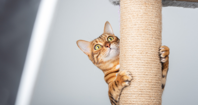 Um gatinho de pelo amarelo e listras marrom e olhos amarelos, olhando fixamente para algo enquanto abraça o arranhador em fundo desfocado.