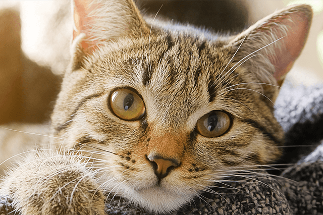 gato de pelo bege com algumas listas pretas olhos cor caramelo olhando fixamente a câmera deitado sob uma manta de cor cinza com fundo desfocado.