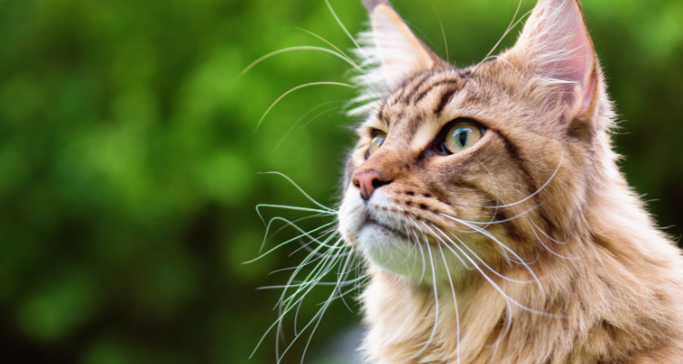 Gato da raça Maine Coon, com pelo rajado, olhos verdes e bigode longo, olhando fixo para algo, em um fundo verde.