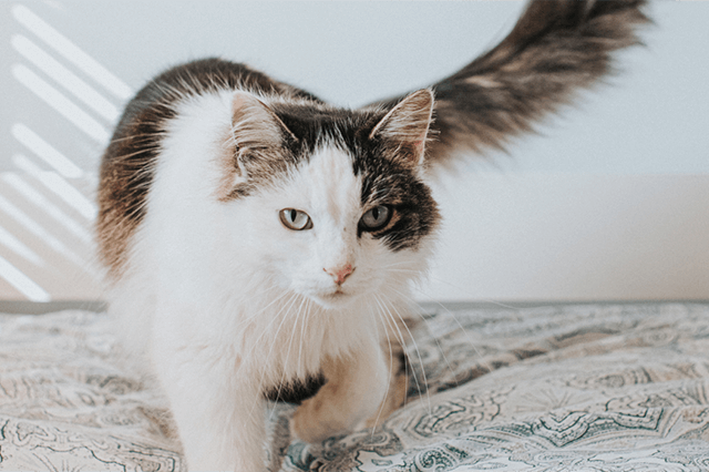 Um gato de pelo branco e marrom e olhos azuis caminha sobre a cama com lençóis claros olhando fixamente para a câmera ao fundo parede branca.