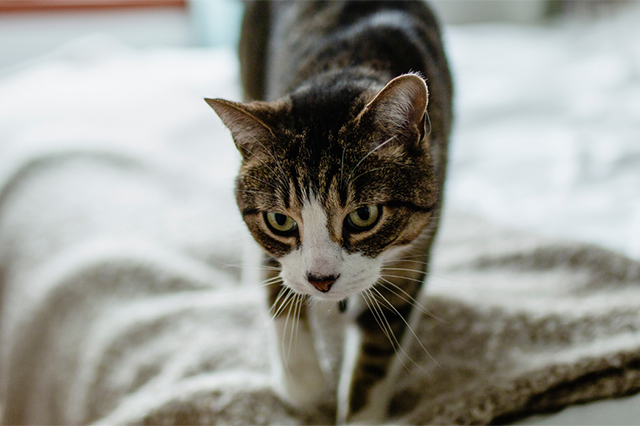 Um gato de pelo bege e listras marrom e as patas e focinho com pelo de cor branca e olhos verdes parado em cima da cama com lençóis e coberta e fundo desfocado, olhando fixamente para algo.