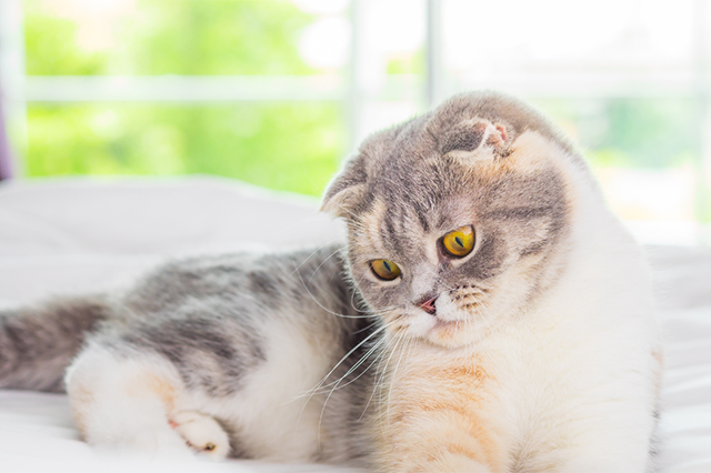 um gato de pelo bege e manchas cinza e olhos amarelos deitado em cima da cama com lençóis brancos olhando fixamente para algo ao fundo uma janela.