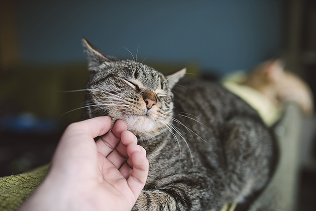 Um gato de pelo escuro é acariciado no rosto por uma mão humana.