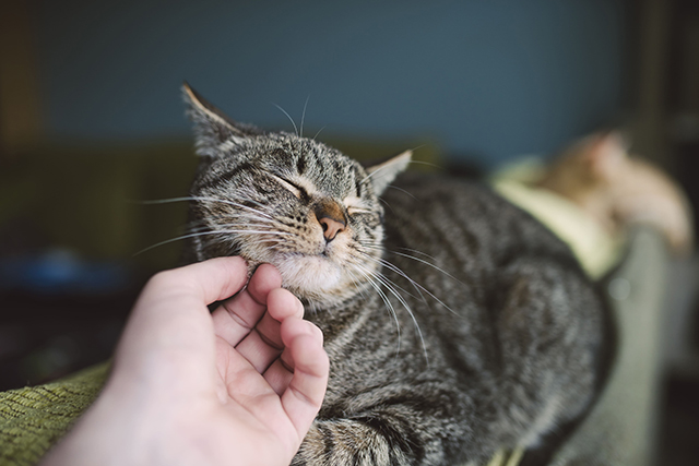 Um gato de pelo escuro é acariciado no rosto por uma mão humana.