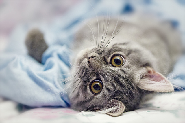 Um gato filhote encara a câmera, deitado sobre um cobertor azul claro.