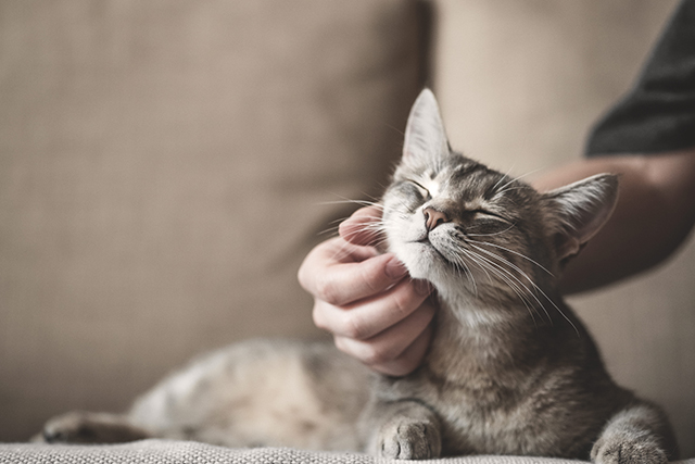 Um gato é acariciado por uma mão masculina. No fundo é possível ver o estofado de um sofá marrom.