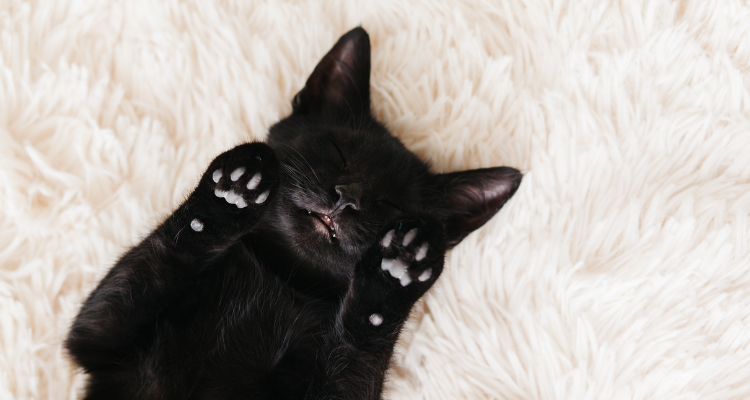 Gatinho preto deitado de barriga para cima em um tapete felpudo claro, com as patinhas no rosto e olhinhos fechados.