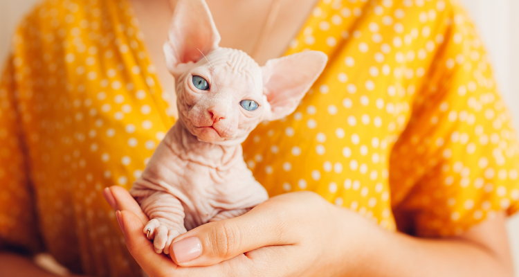 Gatinho filhote da raça Sphynx, com olhos azuis e pele clara, sentado na mão de uma mulher com uma blusa amarela de bolinhas,