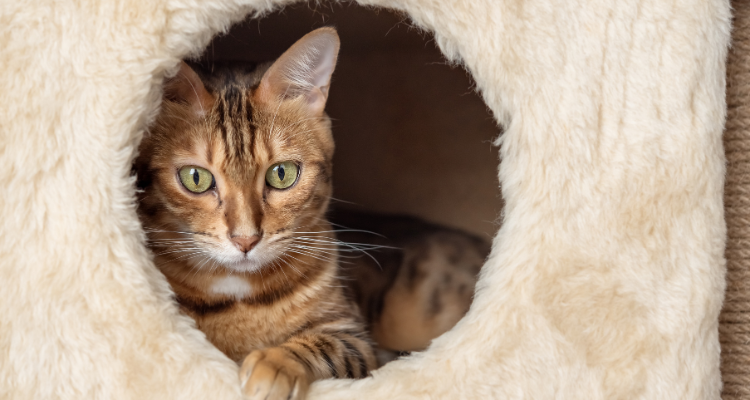 Imagem de um gato amarelo e preto com olhos verdes deitado dentro de uma parte de um playground forrado de pelúcia branca.