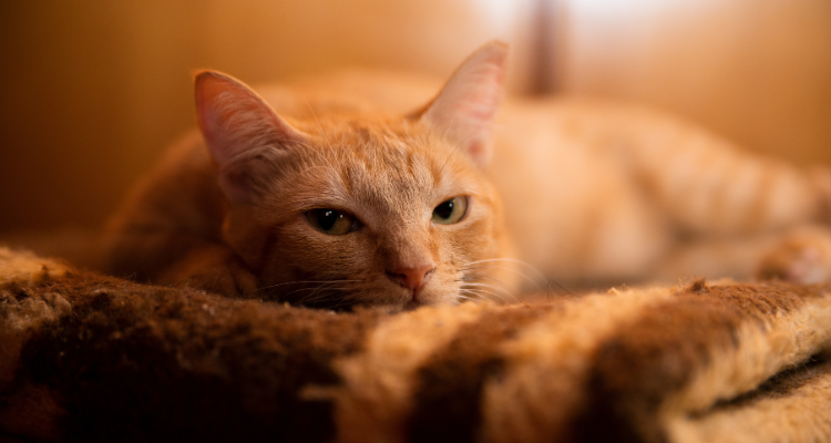 Imagem de um gato amarelo deitado sobre um tapete em tons de marrom, com as orelhas em pé.