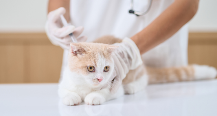 Imagem de um gato branco e laranja deitado em uma mesa, recebendo uma injeção de um médico veterinário com roupas e luvas brancas.