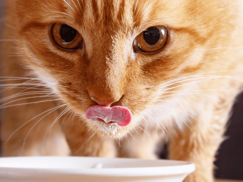 Um gato de pelo caramelo e patas brancas olhos caramelo olhando fixamente para a câmera enquanto se alimenta em uma vasilha branca em cima de uma base de madeira e fundo desfocado.