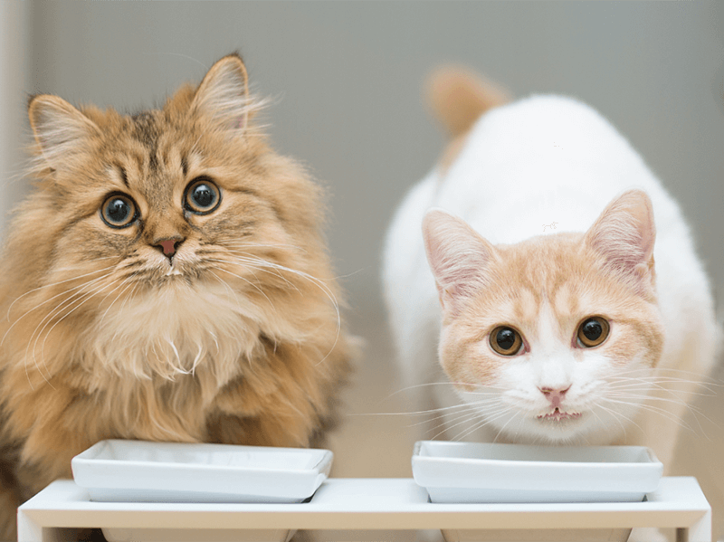 Um gato de pelo felpudo cor caramelo e manchas marrom e olhos caramelo ao lado de outro gato de pelo branco e manchas caramelo e olhos caramelo parados em frente a duas vasilhas brancas ambos olhando fixamente para a câmera e fundo desfocado.