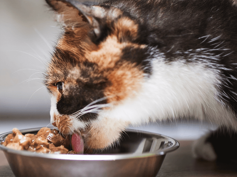 Um gato de pelo preto e algumas manchas brancas e caramelo se alimentando de ração úmida em uma vasilha inox e fundo desfocado.