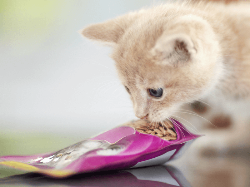 Um gato filhote de pelo bege e olhos escuros cheirando uma embalagem de WHISKAS® sachê e fundo desfocado.