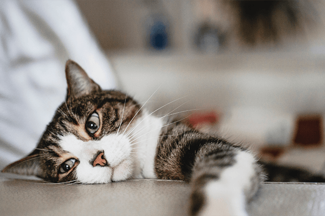 Um gato de pelo cinza com listras pretas e algumas manchas brancas e olhos claros deitado em um sofá cinza olhando fixamente para algo e fundo desfocado.