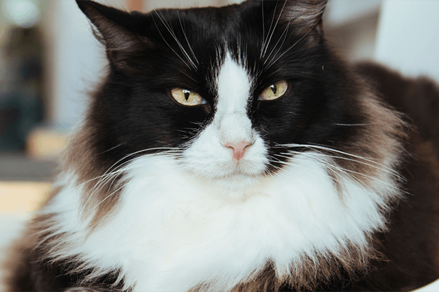 Um gato de pelo longo cor preta e manchas brancas e olhos verdes sentado em uma cadeira branca olhando fixamente para algo e fundo desfocado.