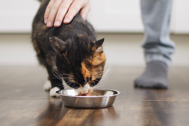 Um gato de pelo preto com algumas manchas caramelo e patas de cor branca comendo em um vasilha inox recebendo carinho do tutor que está ao lado e que usa calça jeans e meias cinza e fundo desfocado.