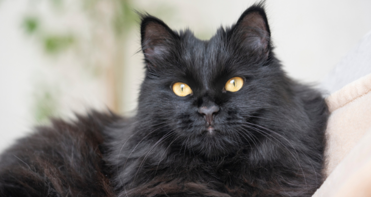 Gato preto com pelos longos e olhos amarelos, deitado em uma manta bege