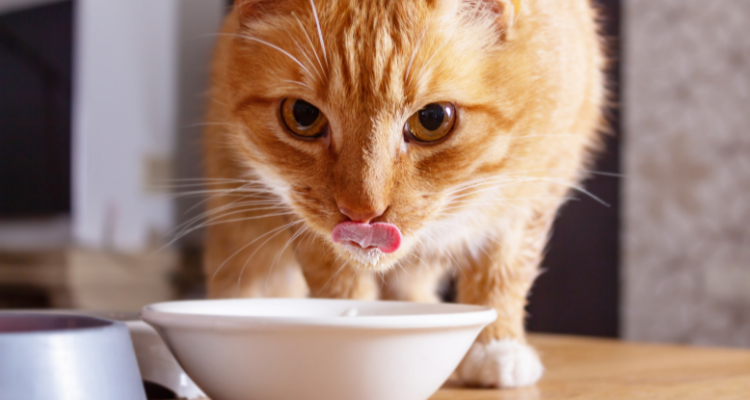 Um gato de pelo amarelo e listras brancas bebendo água de uma vasilha branca e olhando fixamente para a câmera em fundo desfocado.