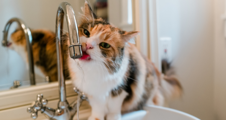 Um gato de pelo branco com manchas caramelo e marrom sentado em cima de uma pia e bebendo água da torneira ao fundo um espelho e uma parede branca.