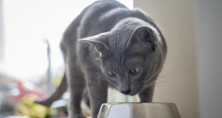 Um gato de pelo cinza e olhos verdes observa uma vasilha inox que está em sua frente em fundo desfocado.