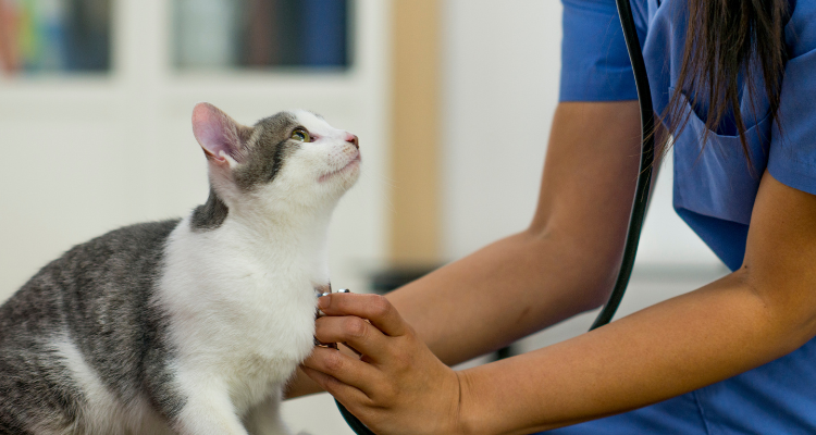 Um gato de pelo banco e cinza sendo examinado por uma veterinária que usa uniforme azul em fundo desfocado.